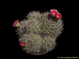 Gymnocalycium carminanthum 100